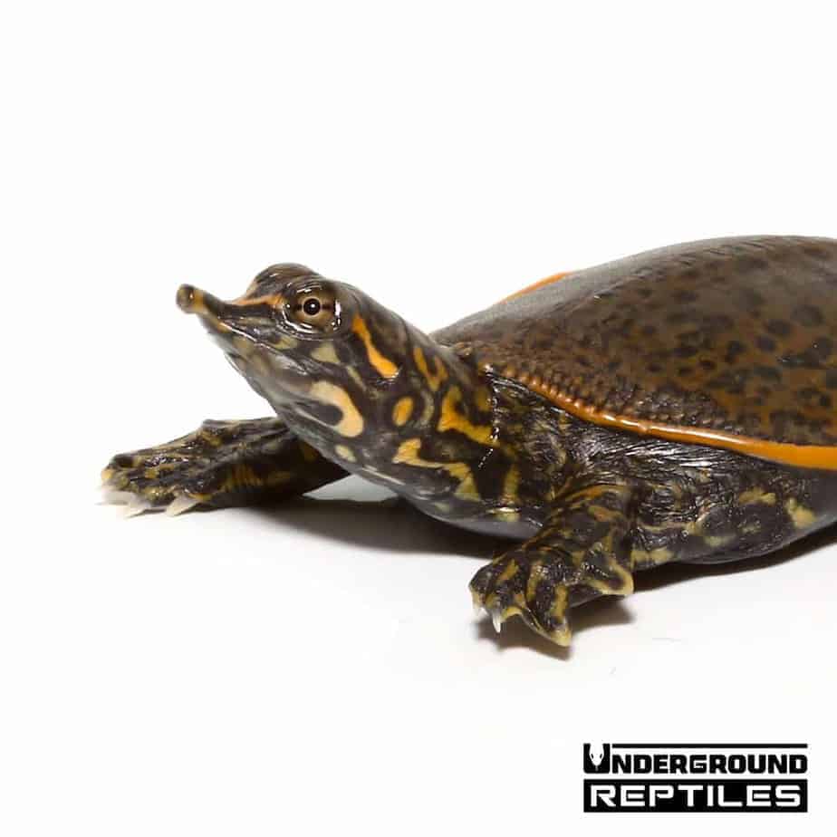 Baby Leopard Softshell Turtle - Underground Reptiles