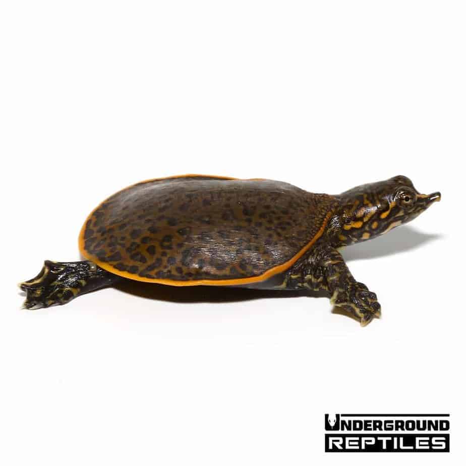 Baby Leopard Softshell Turtle - Underground Reptiles