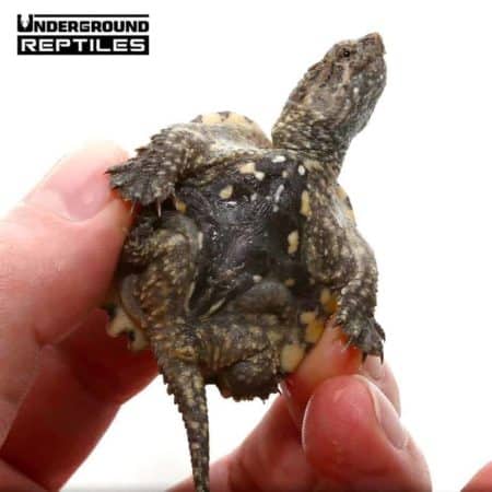 Baby Hypo Common Snapping Turtles For Sale - Underground Reptiles