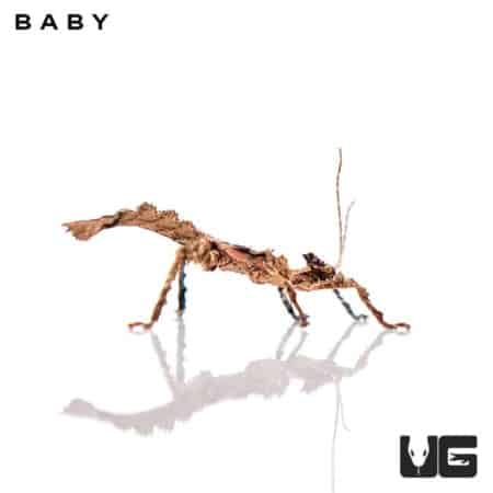 Malaysian Walking Stick Insects Jungle Nymph For Sale - Underground Reptiles