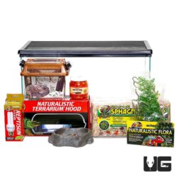 Baby Pacman Frog Setup For Sale - Underground Reptiles