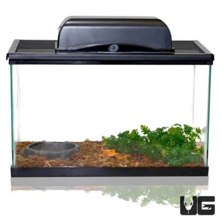 Pacman Frog Setup - Underground Reptiles