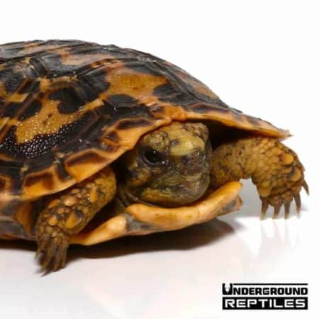 Baby Pancake Tortoise For Sale - Underground Reptiles