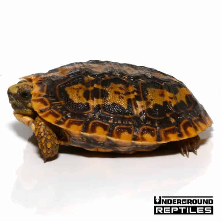 Baby Pancake Tortoise For Sale - Underground Reptiles