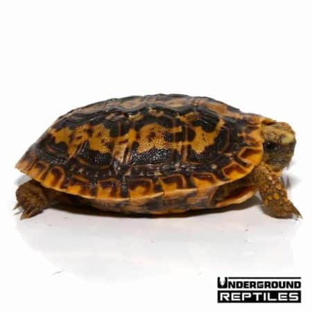 Baby Pancake Tortoise For Sale - Underground Reptiles
