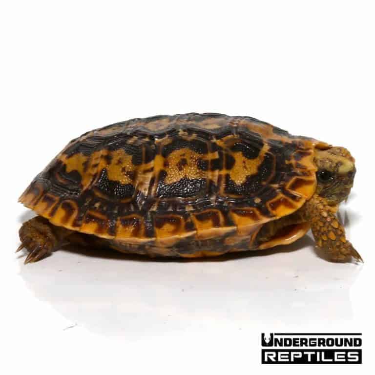 Baby Pancake Tortoise For Sale Underground Reptiles