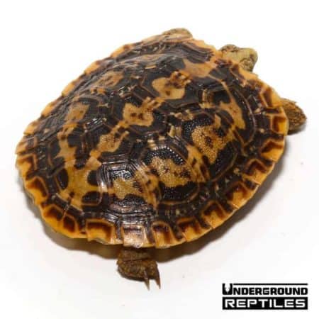 Baby Pancake Tortoise For Sale - Underground Reptiles