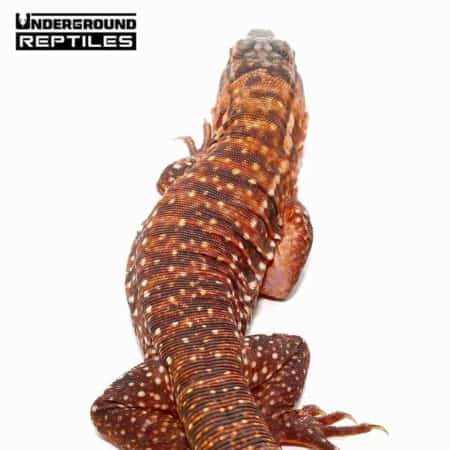 Baby Argentine Red Tegus For Sale - Underground Reptiles