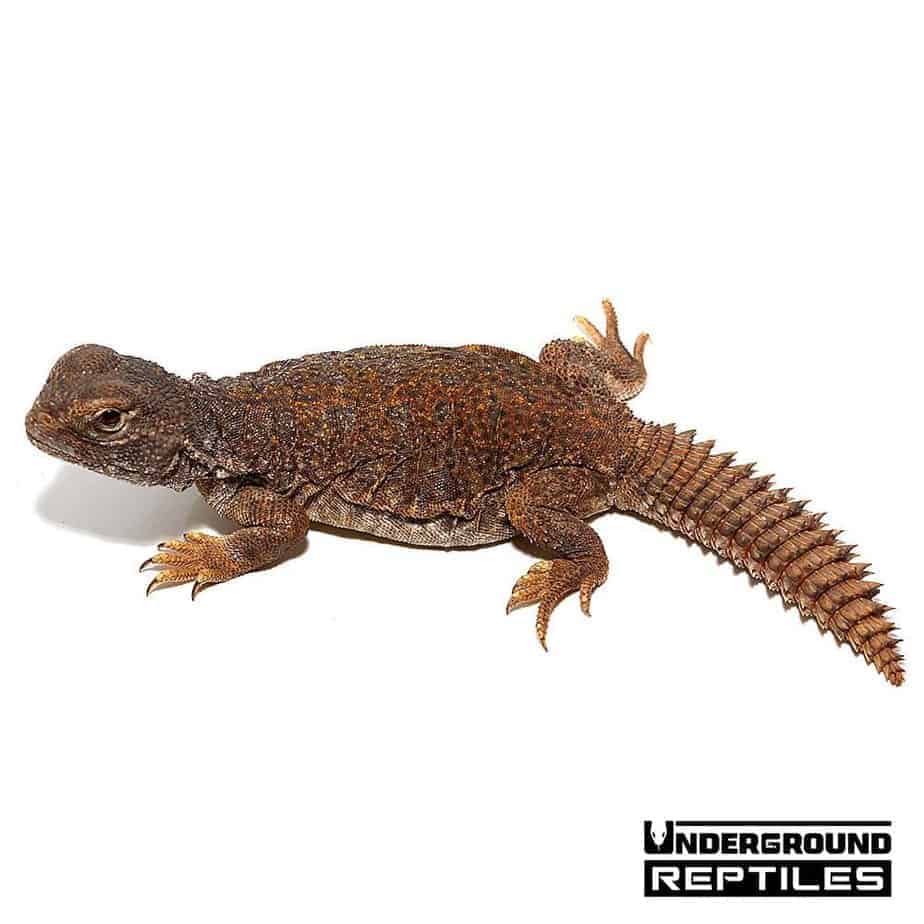 Baby Saharan Red Uromastyx Underground Reptiles