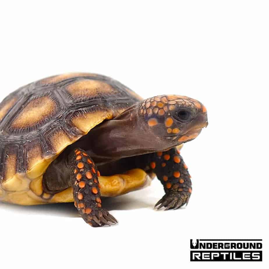 Yearling Redfoot Tortoises For Sale - Underground Reptiles