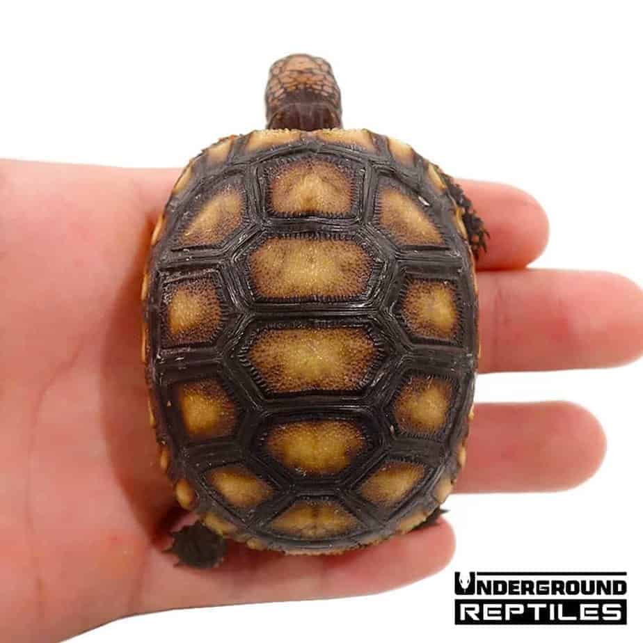 Yearling Redfoot Tortoises For Sale - Underground Reptiles