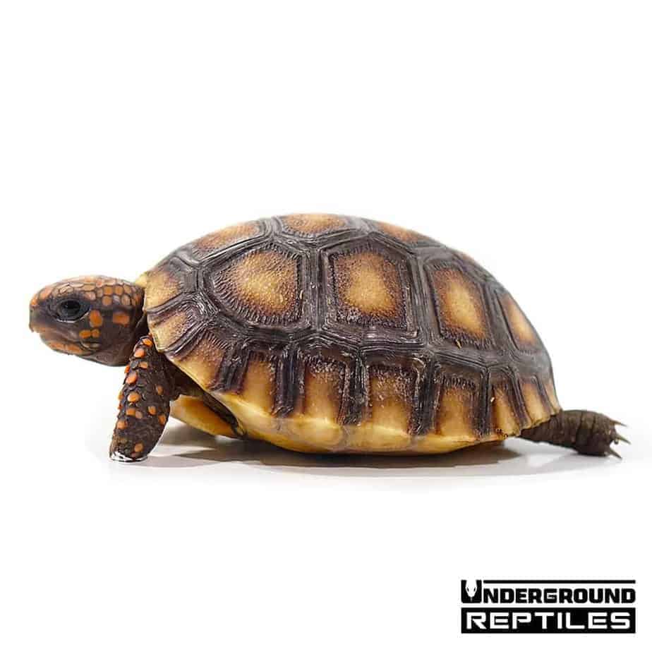 Yearling Redfoot Tortoises For Sale - Underground Reptiles