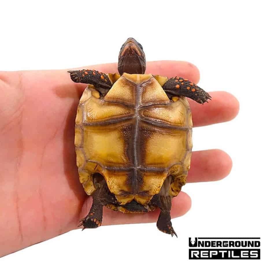 Yearling Redfoot Tortoises For Sale - Underground Reptiles