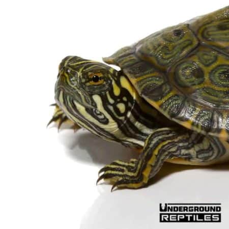 Baby Rio Grande River Cooter For Sale - Underground Reptiles