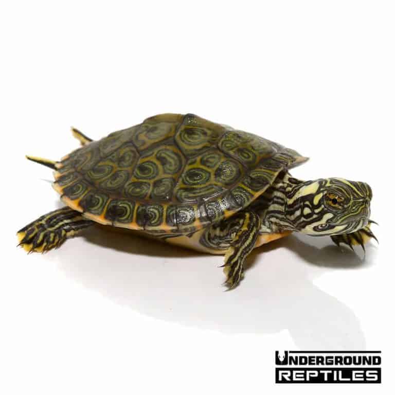 Baby Rio Grande River Cooter For Sale - Underground Reptiles