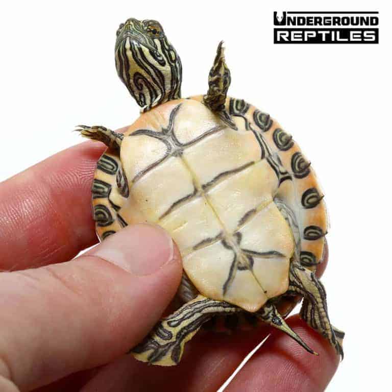 Baby Rio Grande River Cooter For Sale - Underground Reptiles