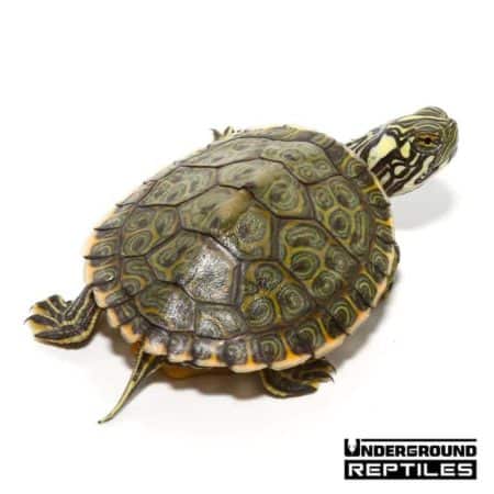 Baby Rio Grande River Cooter For Sale - Underground Reptiles