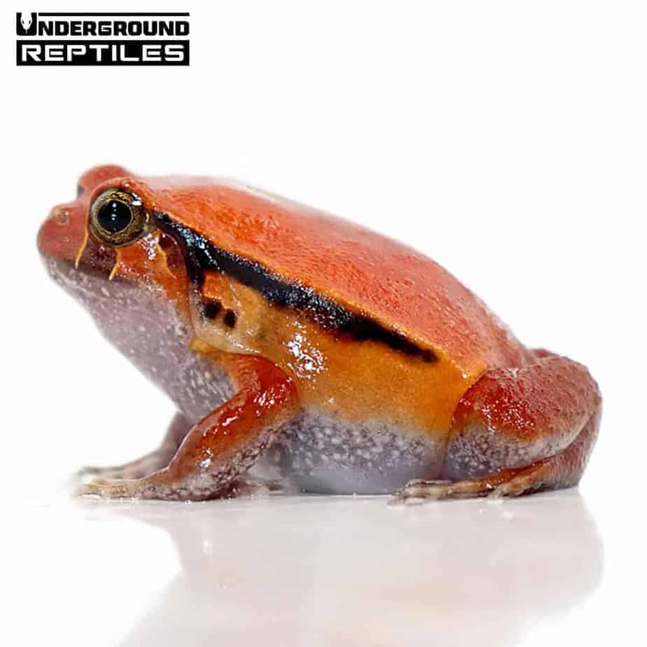 Tomato Frogs For Sale Underground Reptiles tomato-frogs-for-sale-underground-reptiles