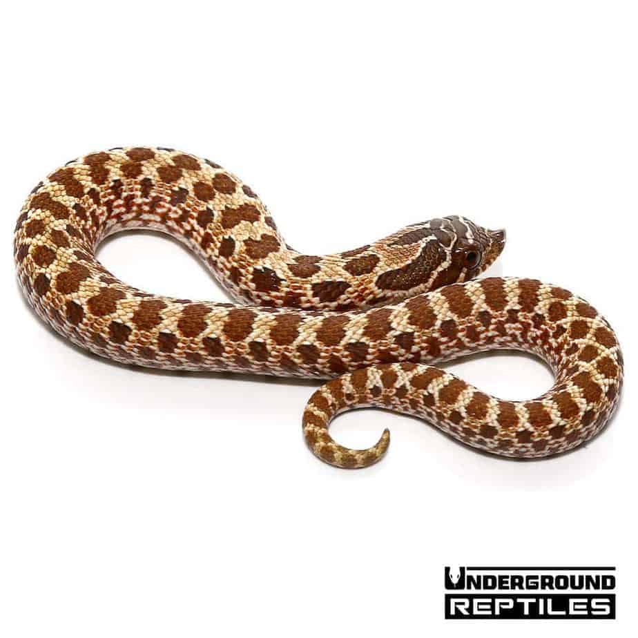 Baby Western Hognose Snakes For Sale - Underground Reptiles