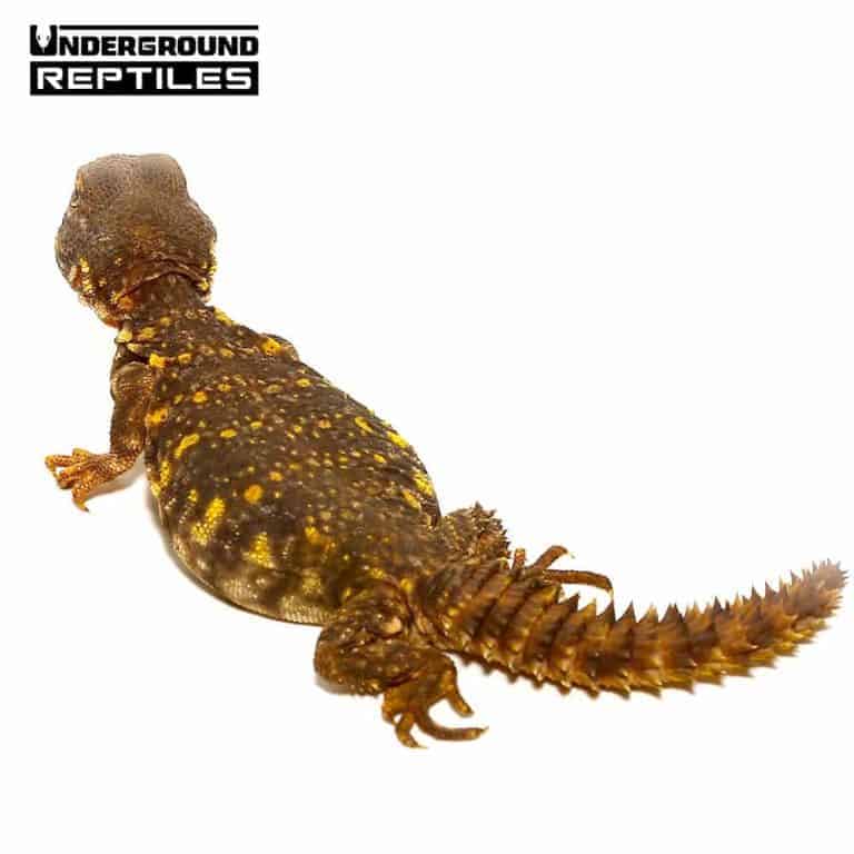 Baby Saharan Yellow Uromastyx For Sale - Underground Reptiles