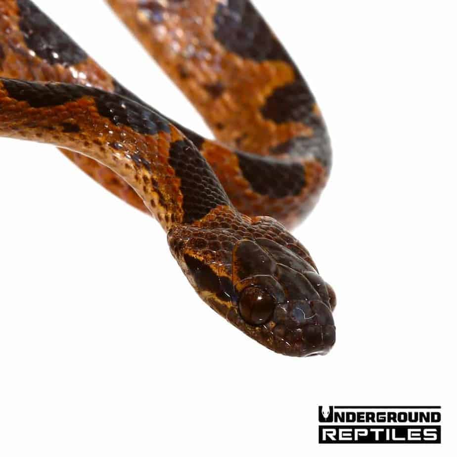 Banded Cat Eye Snakes For Sale Underground Reptiles