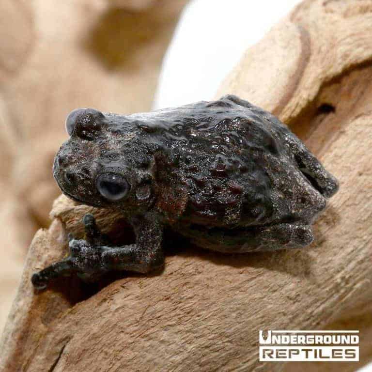 Tree Frogs For Sale Underground Reptiles