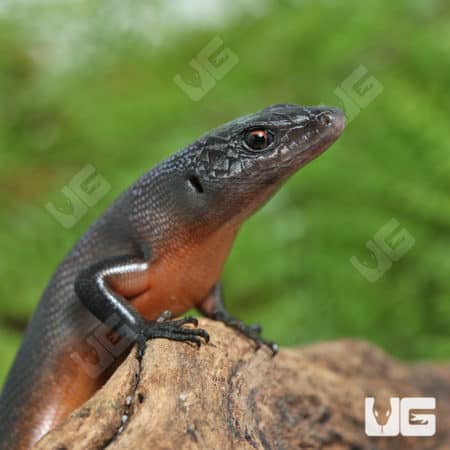 Solomon Island Black Tree Skinks (Emoia nigra) For Sale- Underground Reptiles