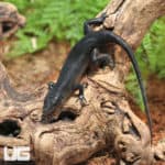 Solomon Island Black Tree Skinks (Emoia nigra) For Sale- Underground Reptiles