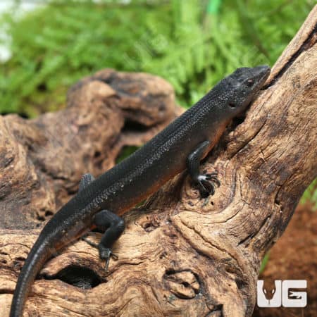 Solomon Island Black Tree Skinks (Emoia nigra) For Sale- Underground Reptiles