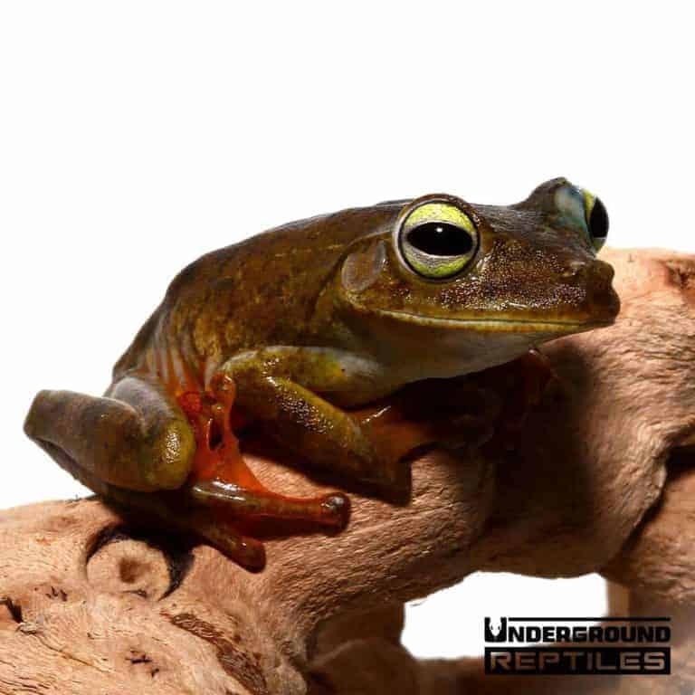 Tree Frogs For Sale Underground Reptiles