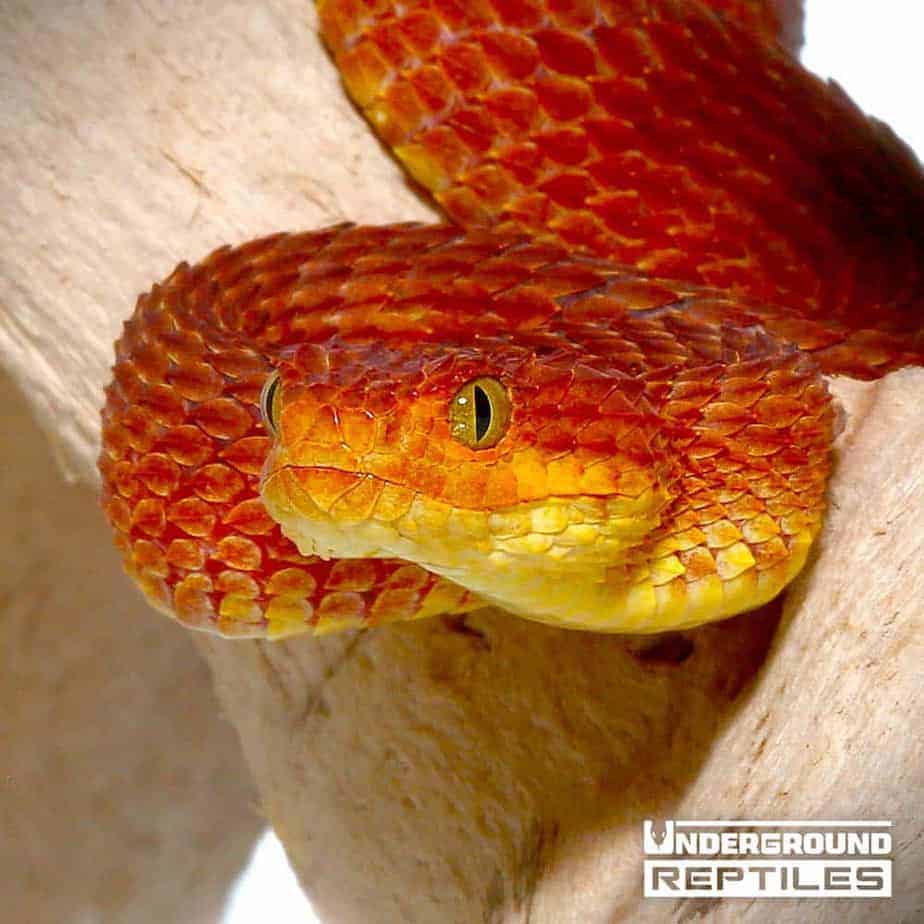 Rough-scaled Bush Viper, Atheris hispida www.matthieu-berro…