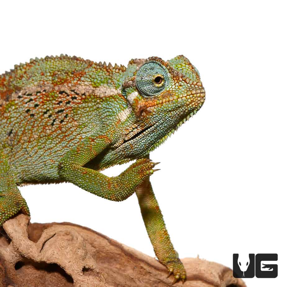 Elliots Chameleons (Trioceros ellioti) For Sale - Underground Reptiles