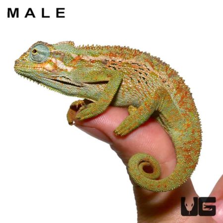 Lizards For Sale - Underground Reptiles