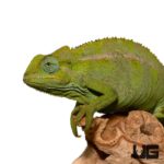 Elliots Chameleon for sale - Underground Reptiles