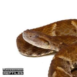 Venomous Snakes Lizards For Sale Underground Reptiles