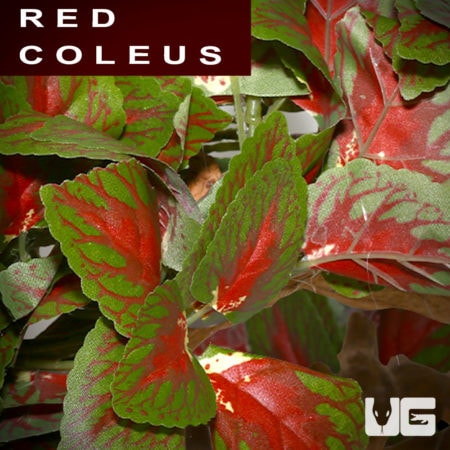 Bright red and green coleus leaves, ideal for reptile habitats and terrarium decor.