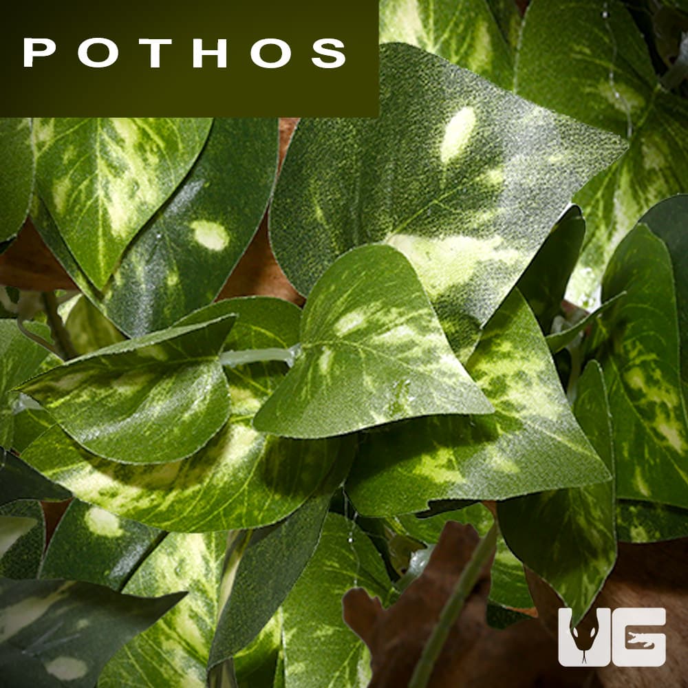 2 Flukers Repta Vines-Pothos for Reptiles and Amphibians 