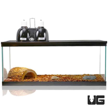 Glass Baby Tortoise Setup For Sale - Underground Reptiles