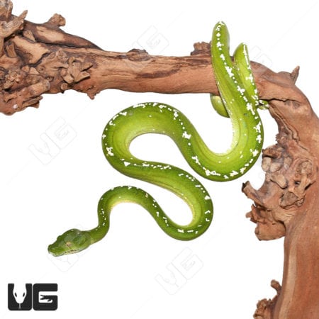 Adult Aru Green Tree Python for sale - Underground Reptiles