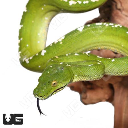 High White Aru Green Tree Python close-up, showcasing vibrant green scales and distinctive white mar.