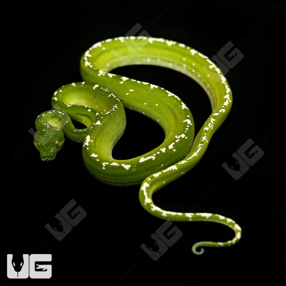 Adult Aru Green Tree Python for sale - Underground Reptiles