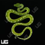 High White Aru Green Tree Python (Morelia viridis) For Sale - Underground Reptiles