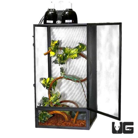 Iguana Set Up For Sale - Underground Reptiles
