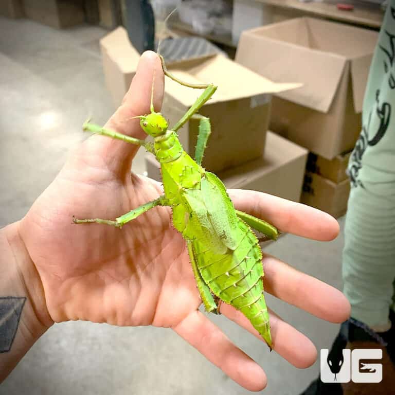 Malaysian Prickly Stick Insects (Heteropteryx dilatata) For Sale