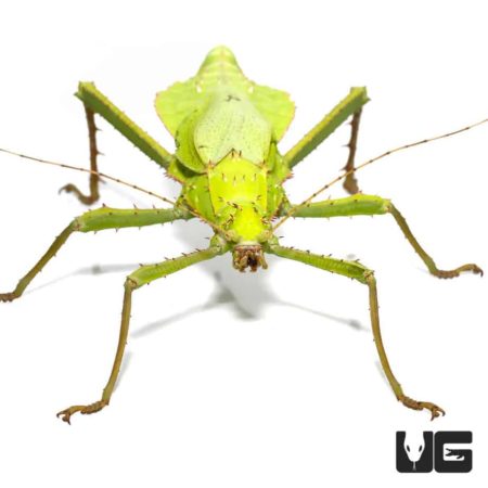 Malaysian Walking Stick Insects Jungle Nymph For Sale - Underground Reptiles