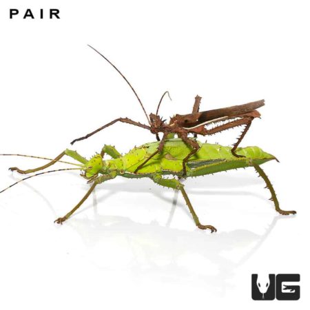 Malaysian Walking Stick Insects Jungle Nymph For Sale - Underground Reptiles