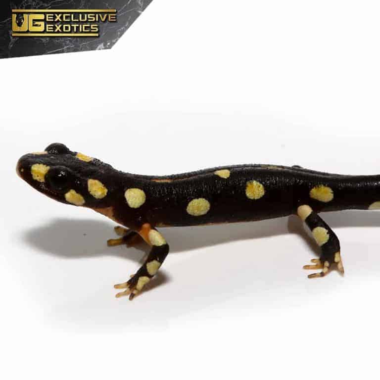 Lake Urmia Newts For Sale - Underground Reptiles