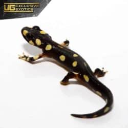Lake Urmia Newt For Sale - Underground Reptiles