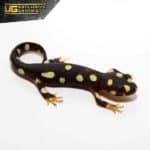 Lake Urmia Newt For Sale - Underground Reptiles