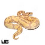 Baby Male Banana Orange Dream Enchi Het Pied Ball Python (Python regius) For Sale - Underground Reptiles